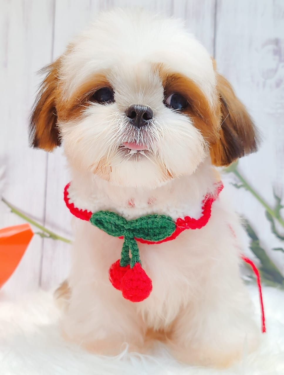 Shih Tzu 西施