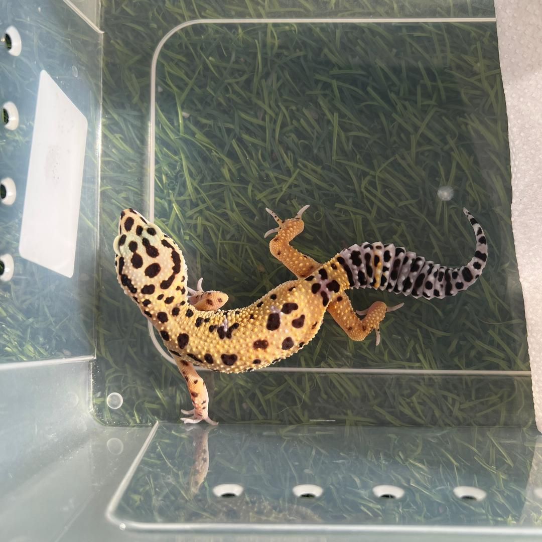 Macksnow Het Raptor (Female)