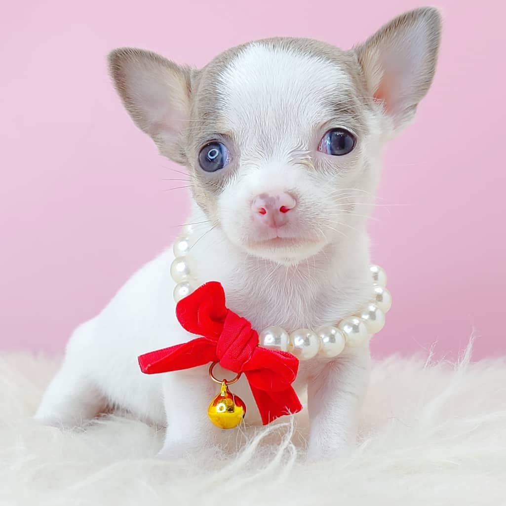 Chihuahua 吉娃娃