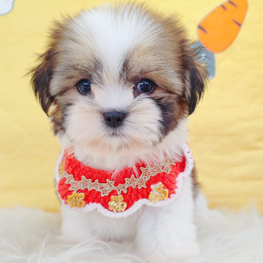 Shih Tzu 西施