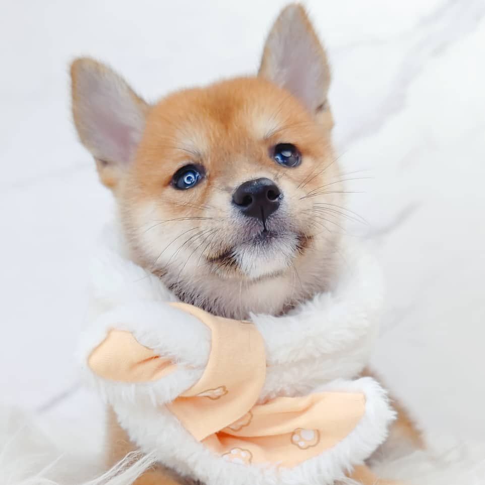Shiba Inu 柴犬