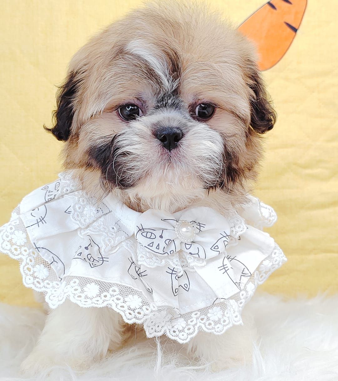 Shih Tzu 西施