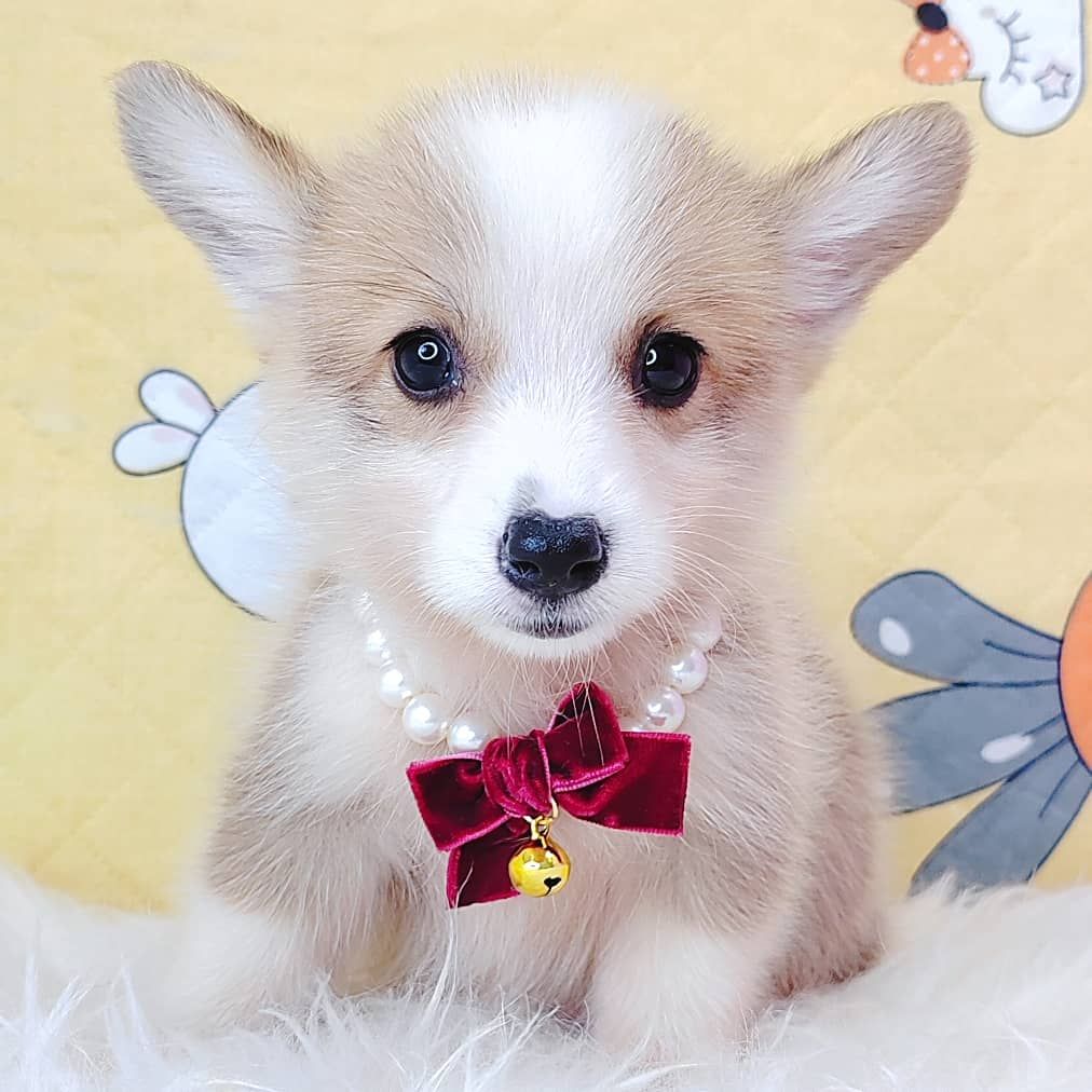 Corgi 柯基