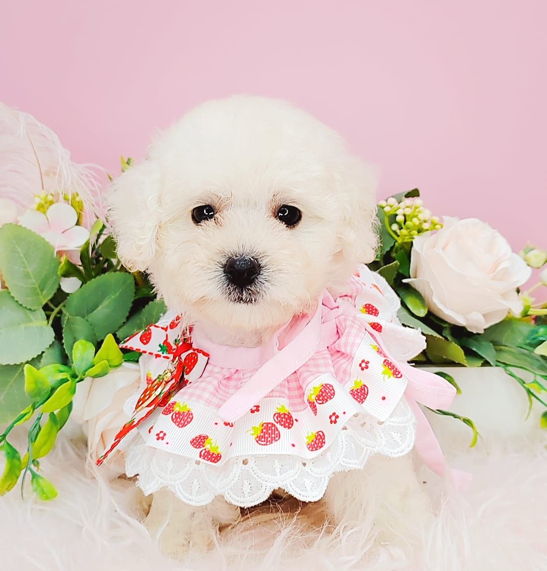 Poodle 娉拌开璐靛