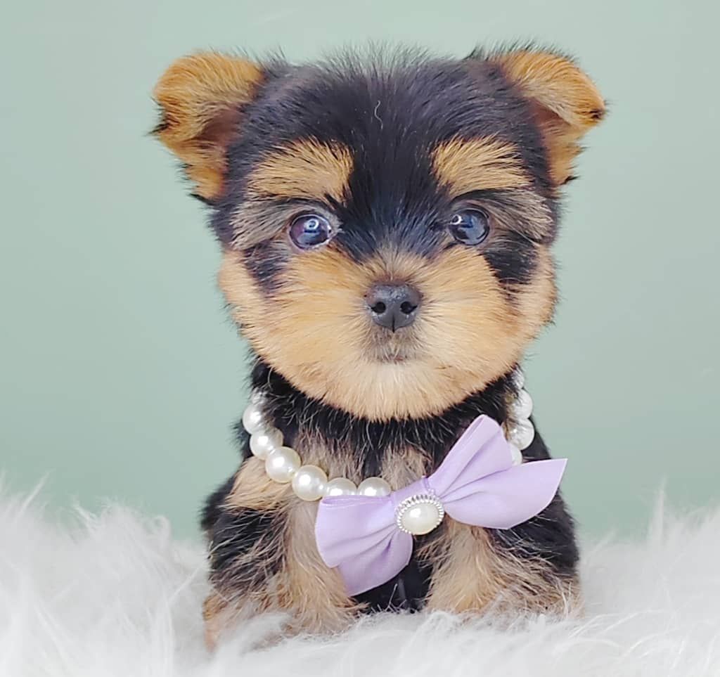 Yorkshire Terrier 约克夏