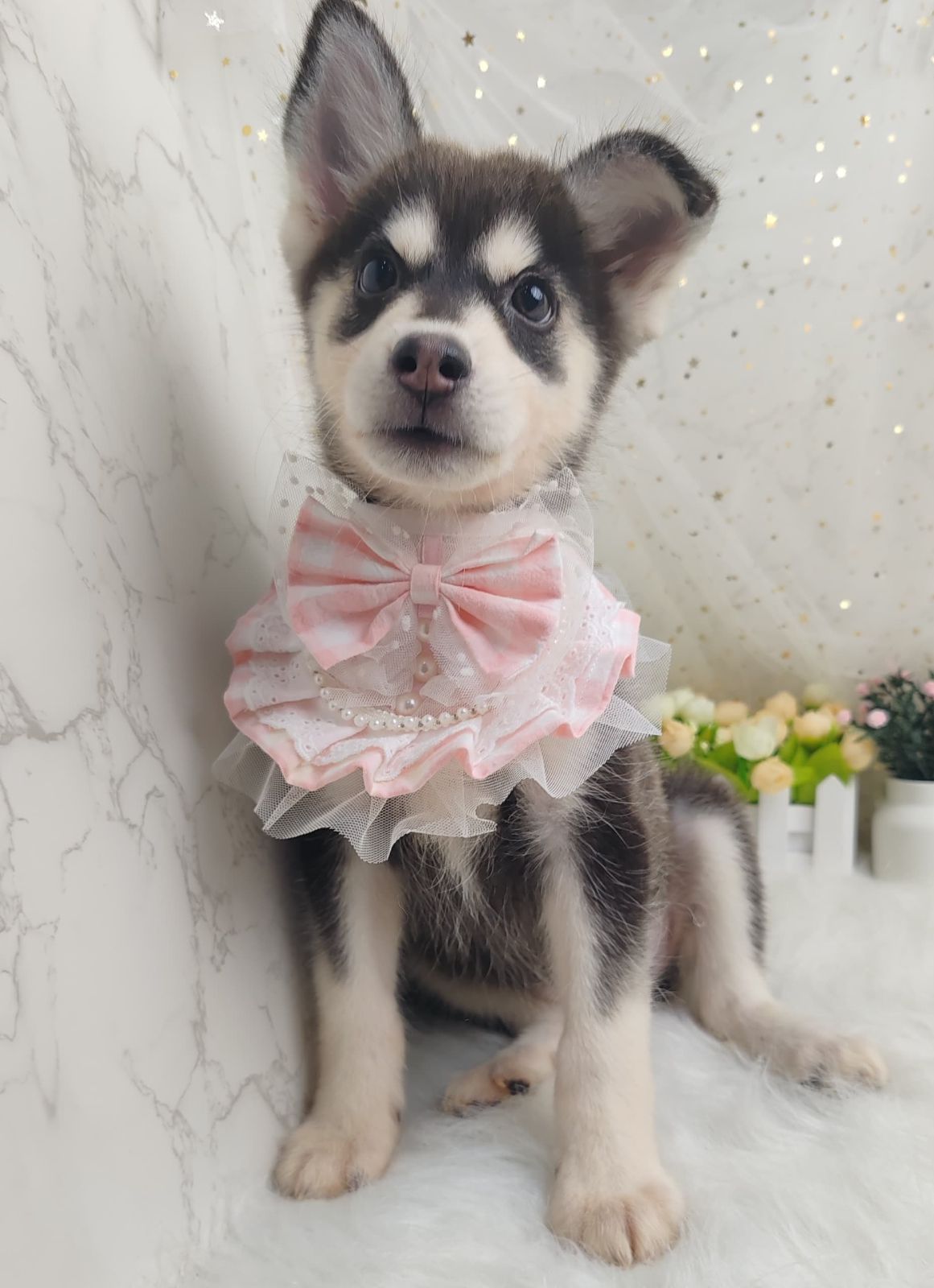 Pomsky 博士奇