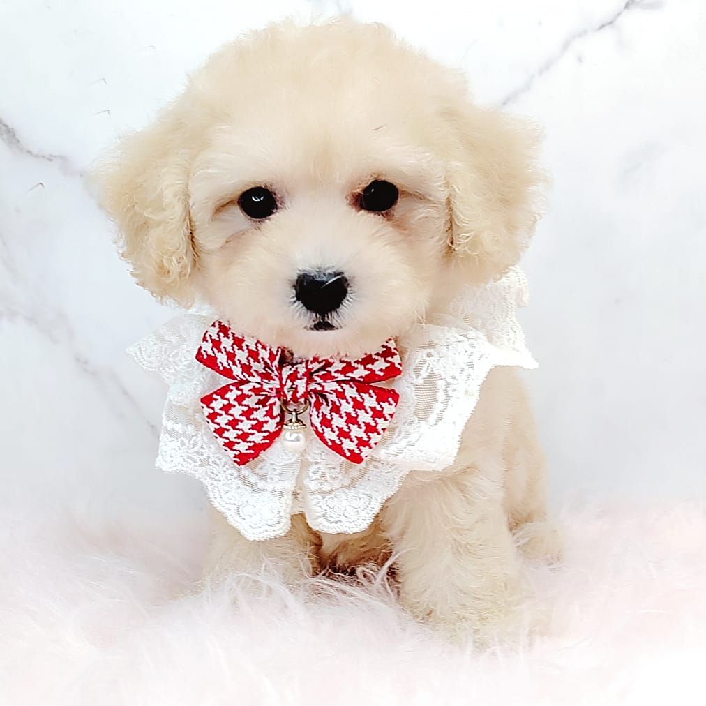 Poodle 娉拌开璐靛