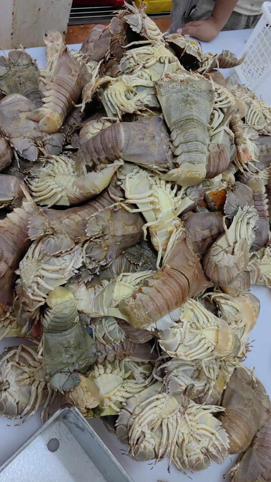 虾婆Slipper Lobster