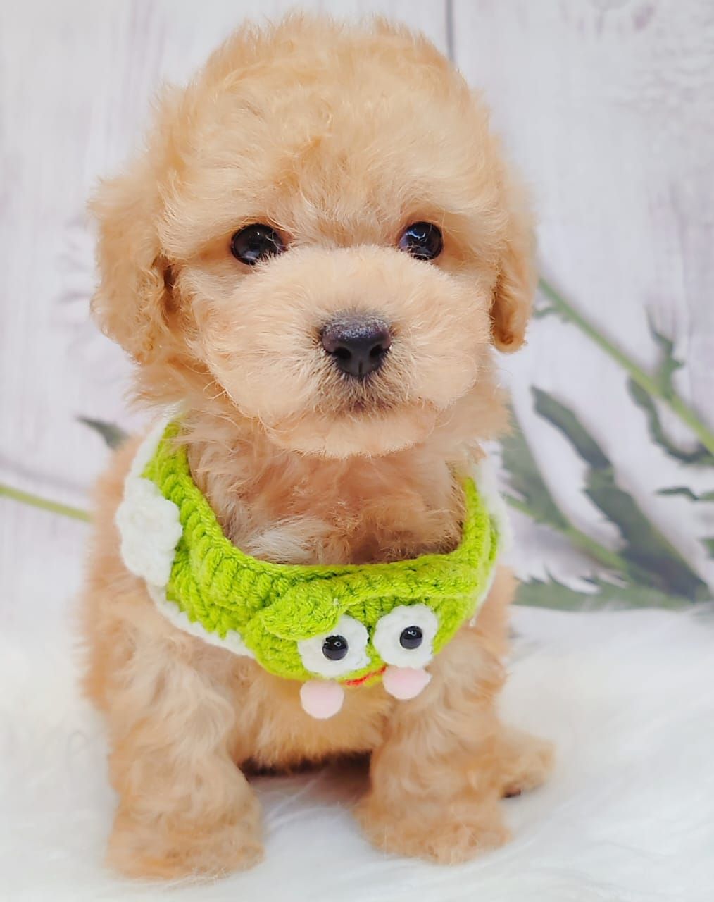 Poodle 娉拌开璐靛