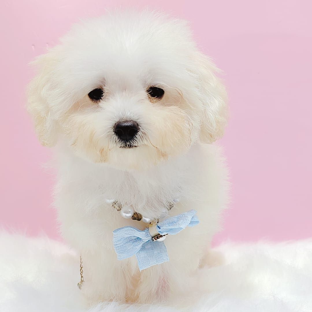 Bichonpoo 泰迪熊