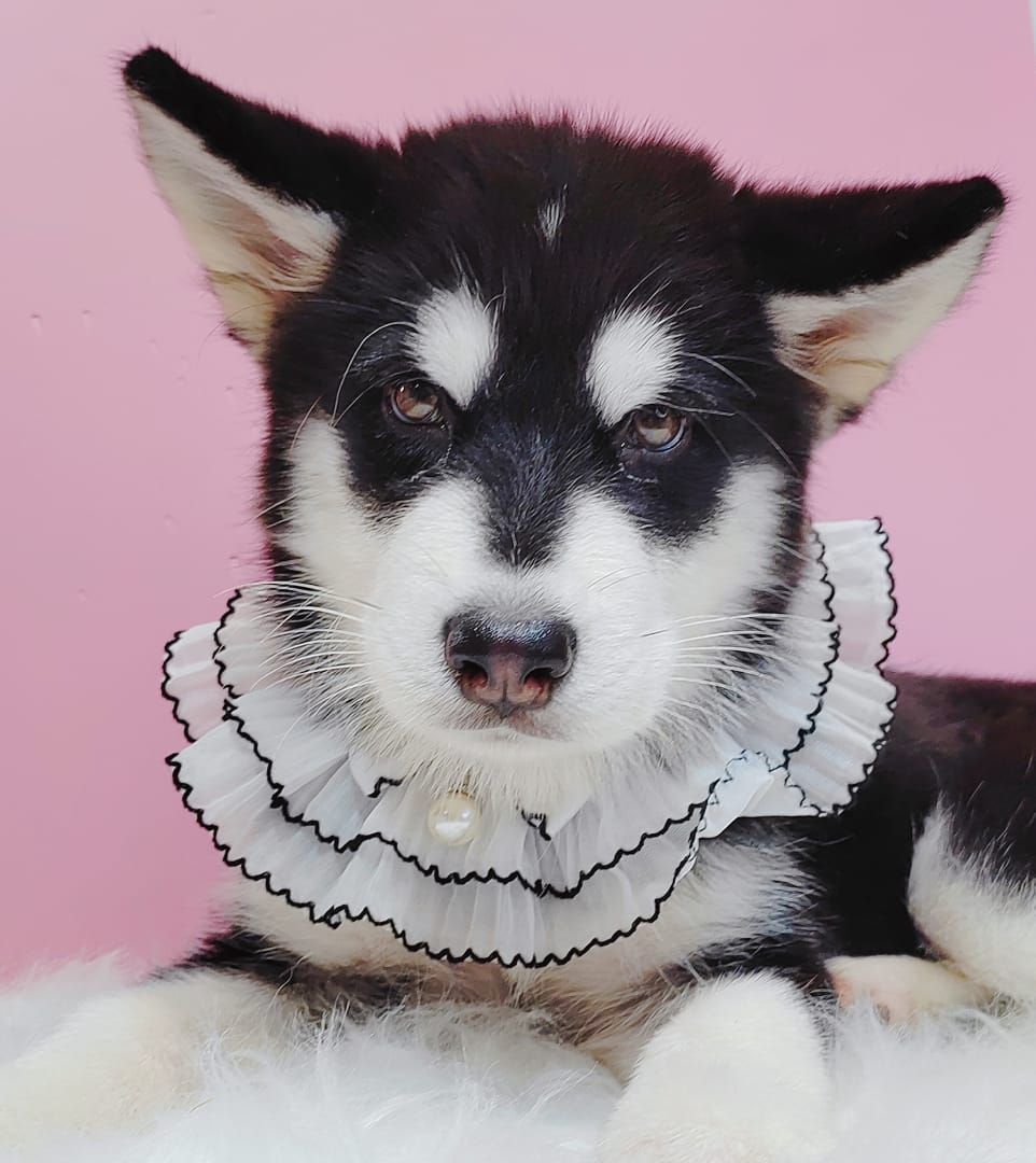 Alaskan Husky 阿拉斯加哈士奇