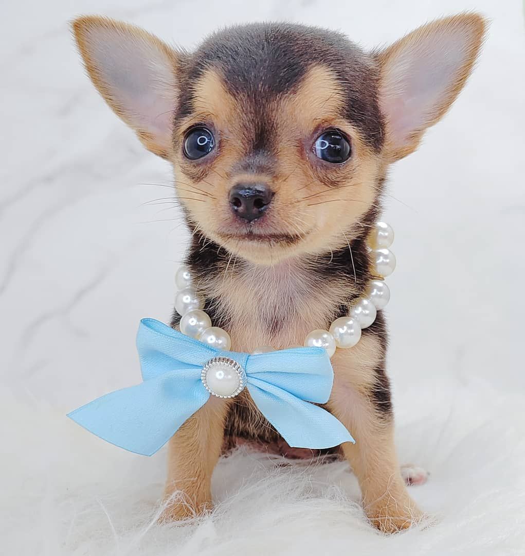 Chihuahua 吉娃娃