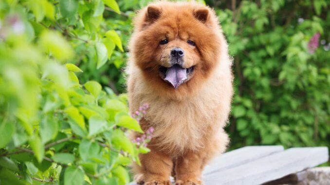Chow Chow 松狮犬