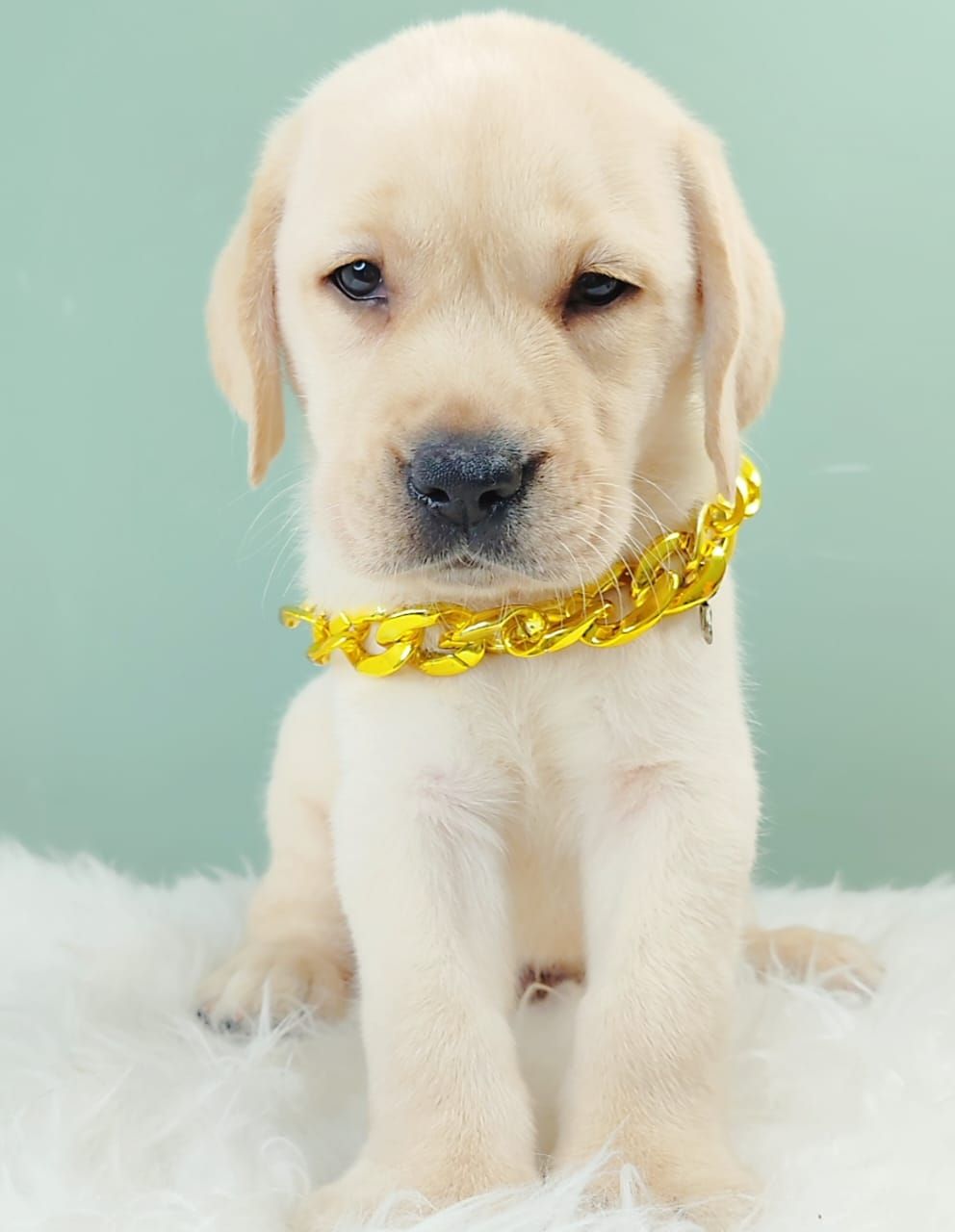 Labrador Retriever 拉布拉多