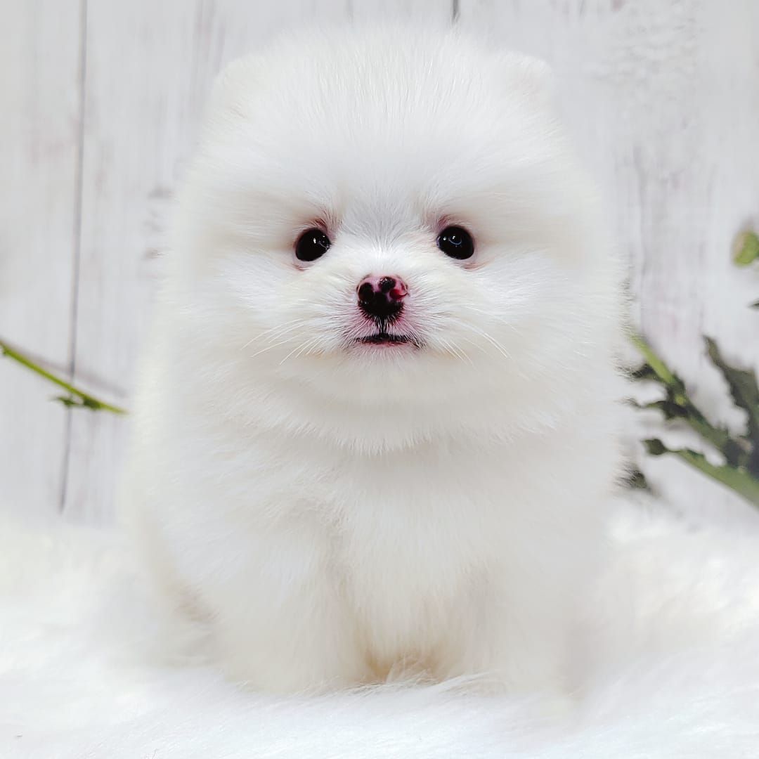 Pomeranian 博美