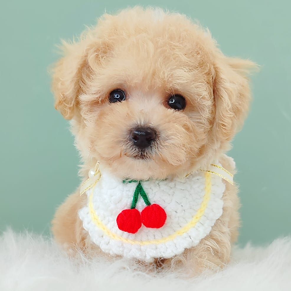 Poodle 娉拌开璐靛