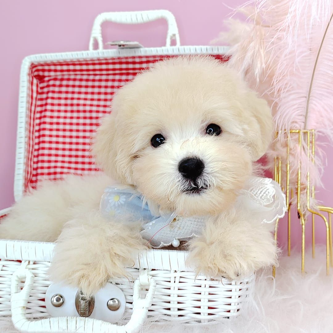 Poodle 娉拌开璐靛