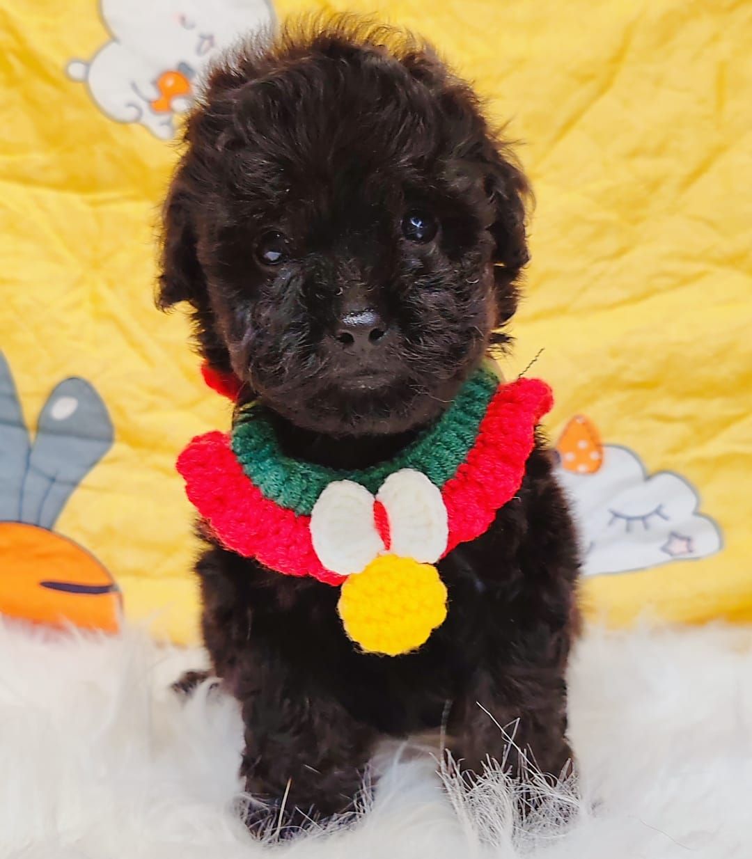 Poodle 娉拌开璐靛