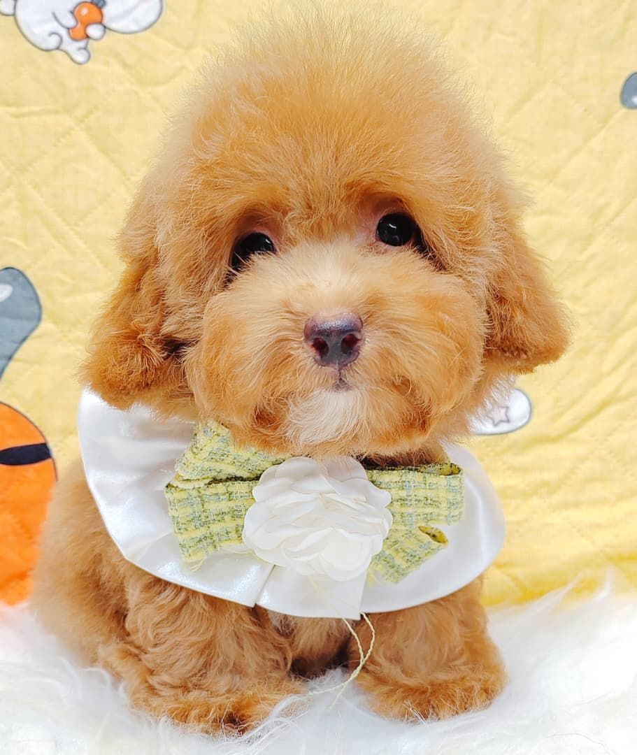 Poodle 娉拌开璐靛