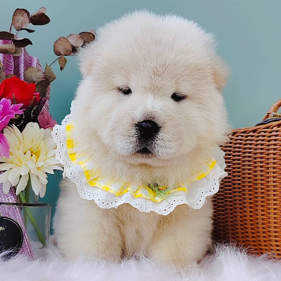 Chow Chow 松狮犬