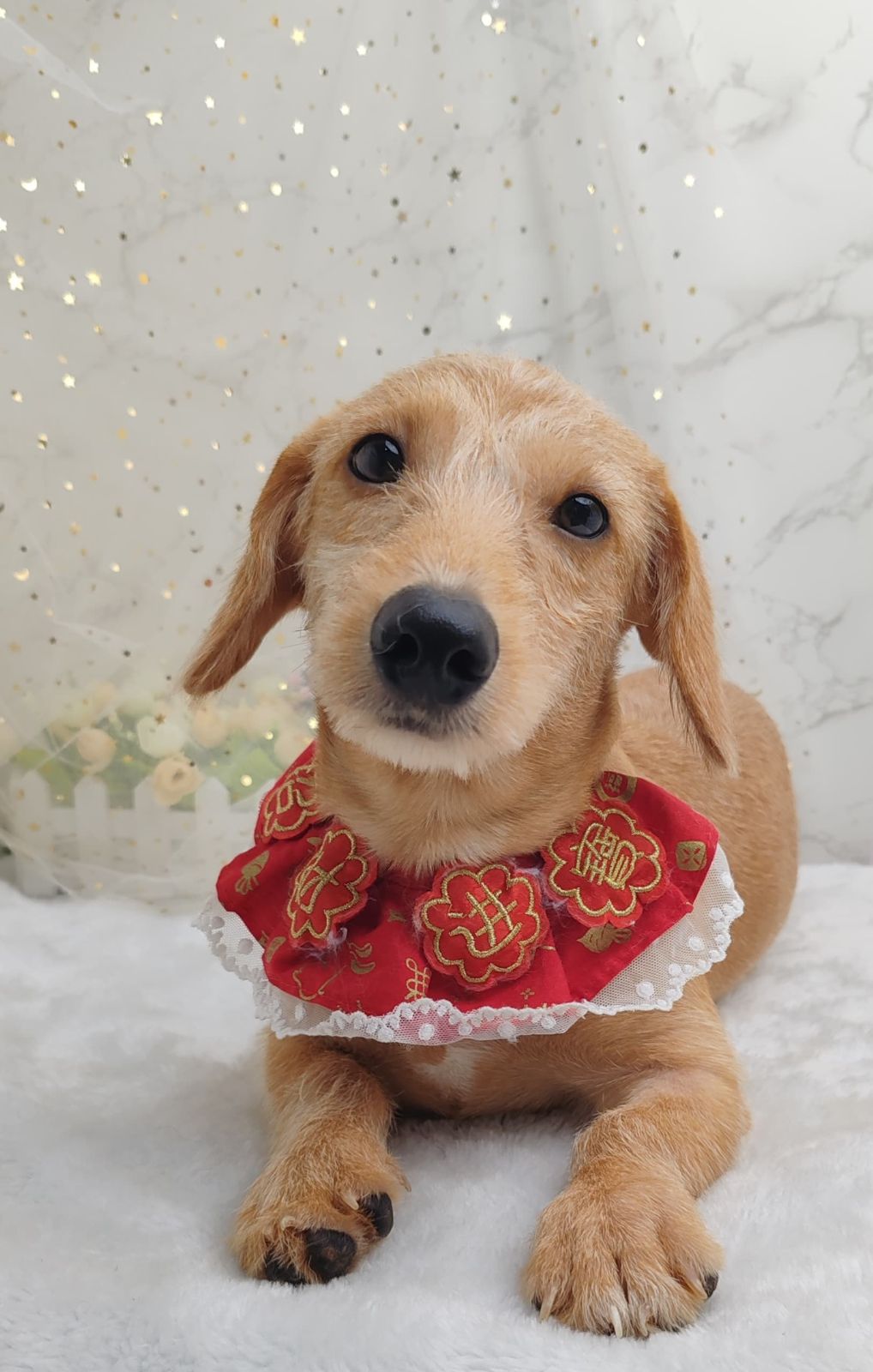 Minature Dachshund 腊肠狗
