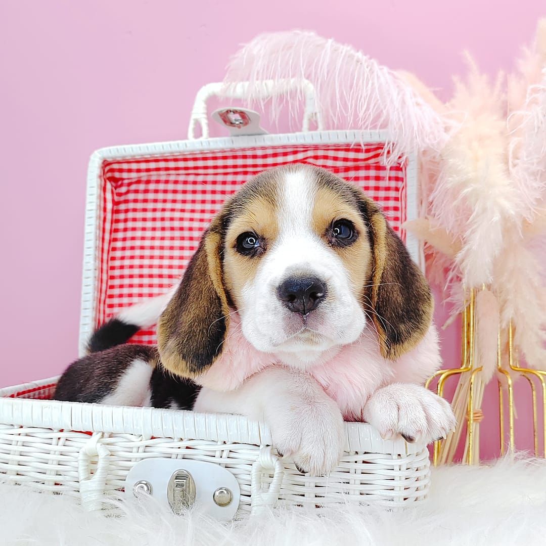 Beagle 米格鲁