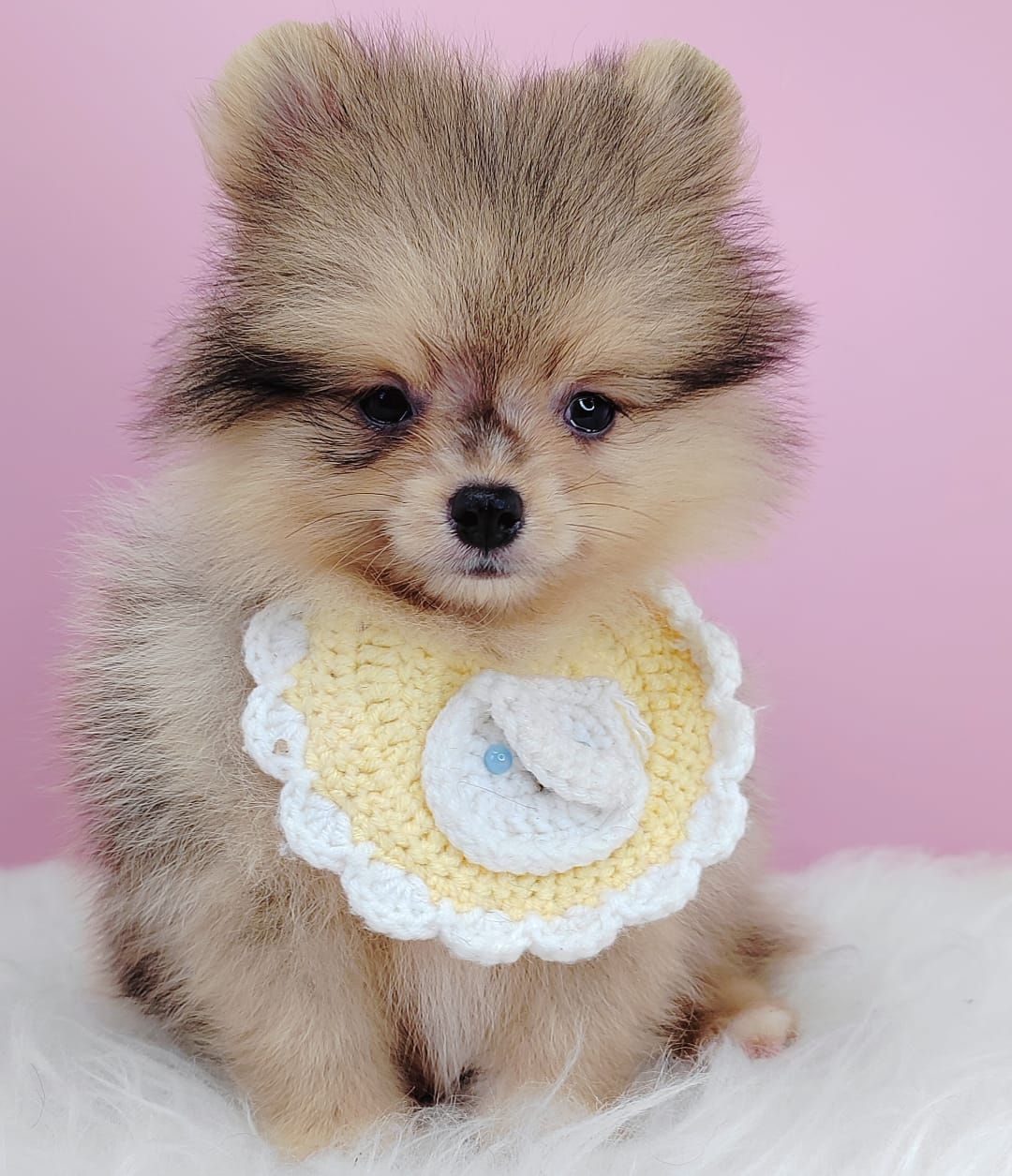 Pomeranian 博美