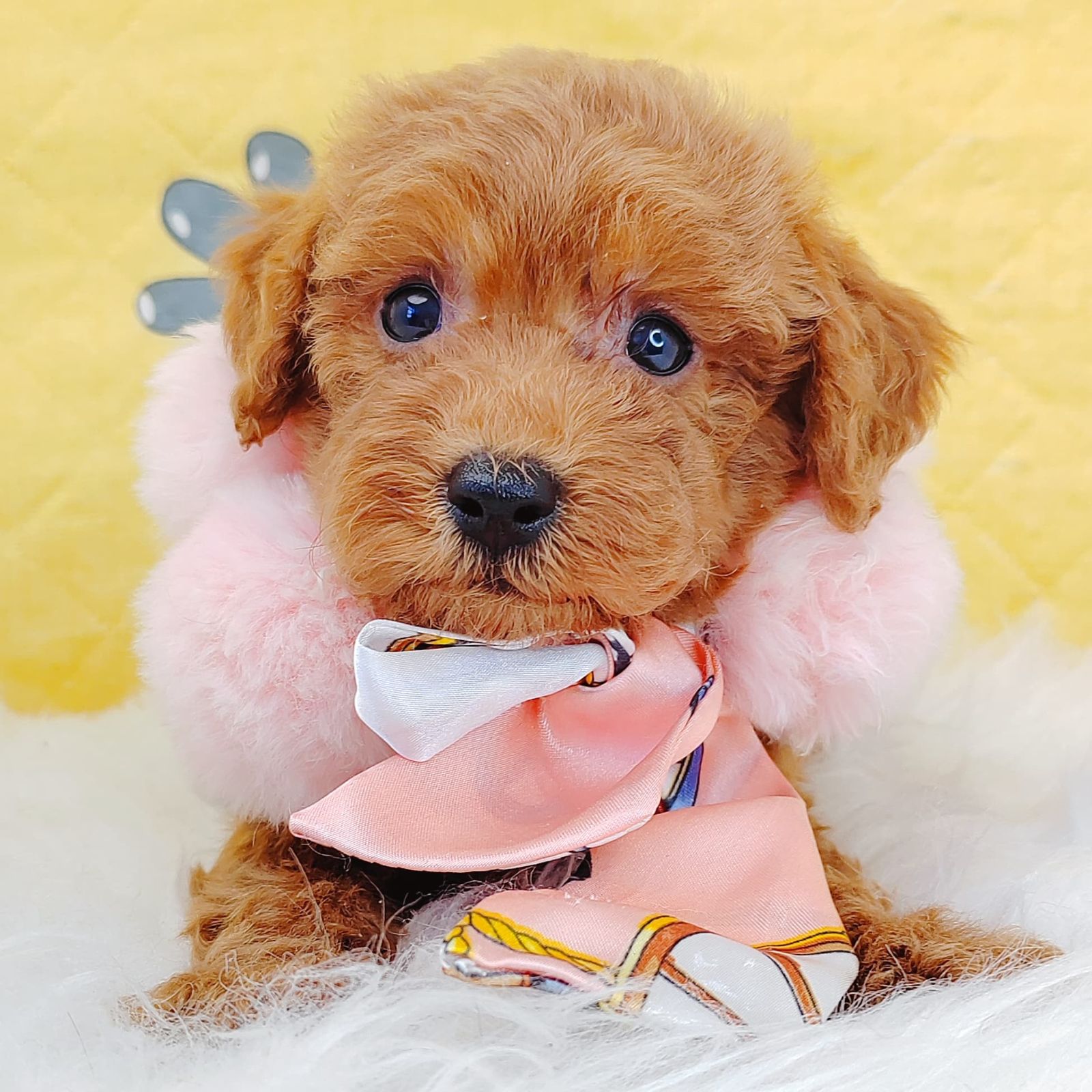 Poodle 璐靛娉拌开