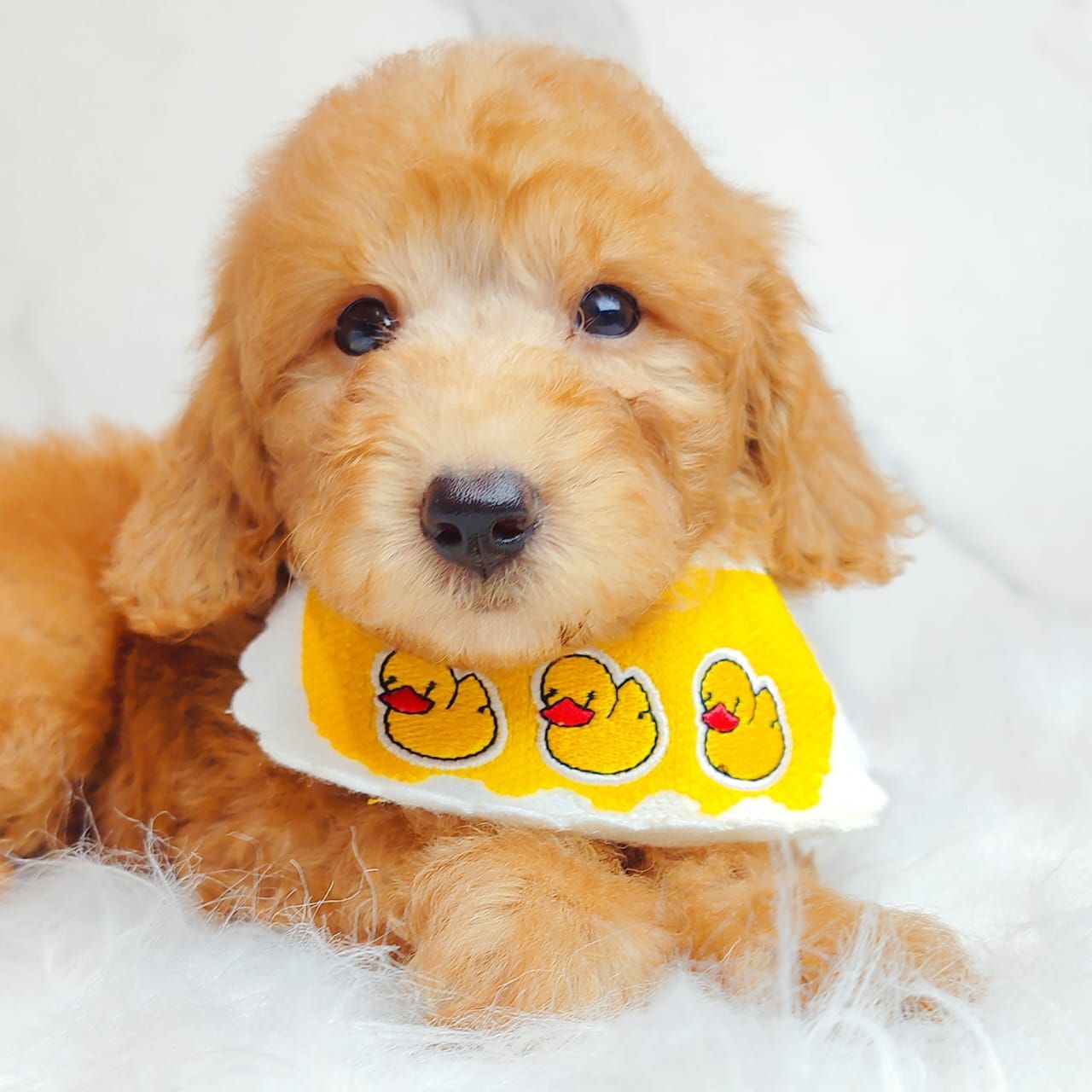 Poodle 娉拌开璐靛