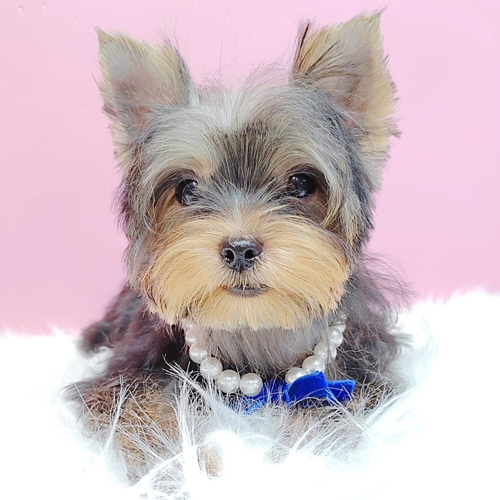 Yorkshire Terrier 约克夏