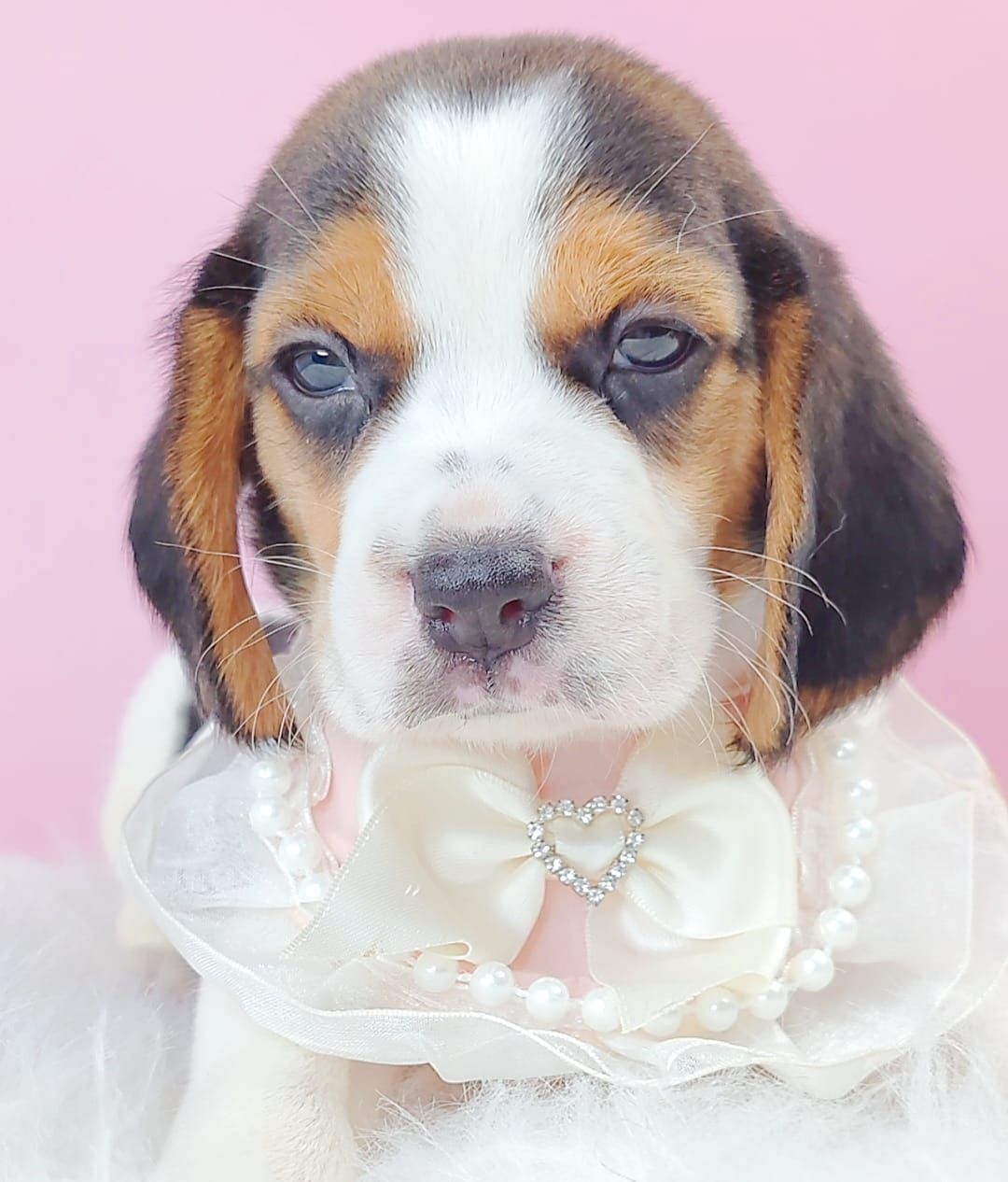 Beagle 米格鲁