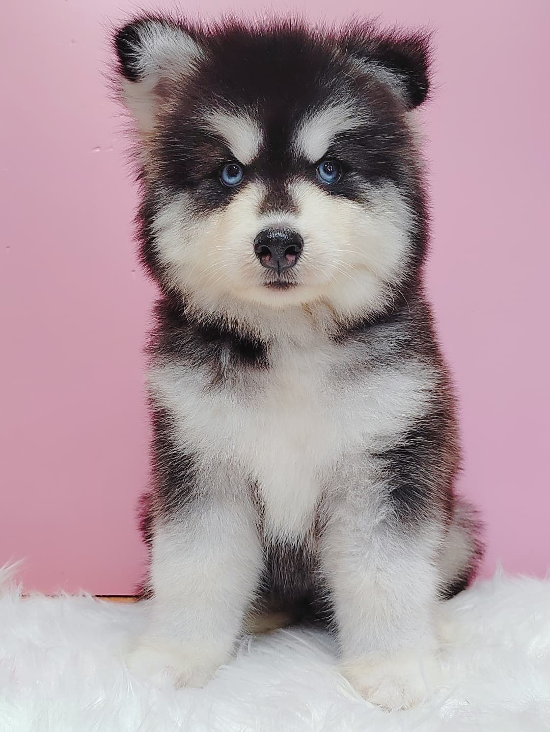 Wooly Alaskan 长毛哈士奇