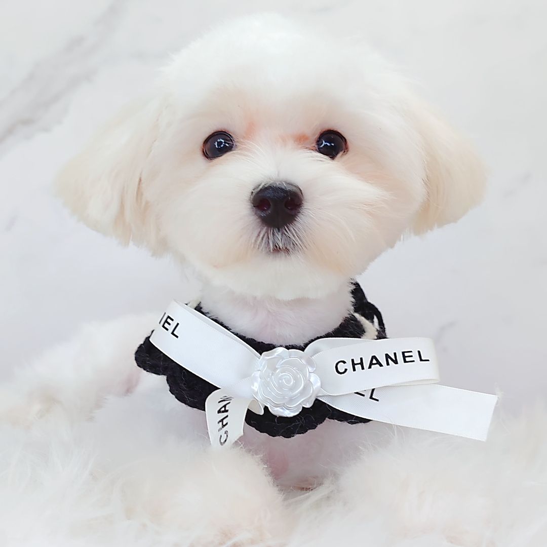 Maltipoo 马尔泰迪
