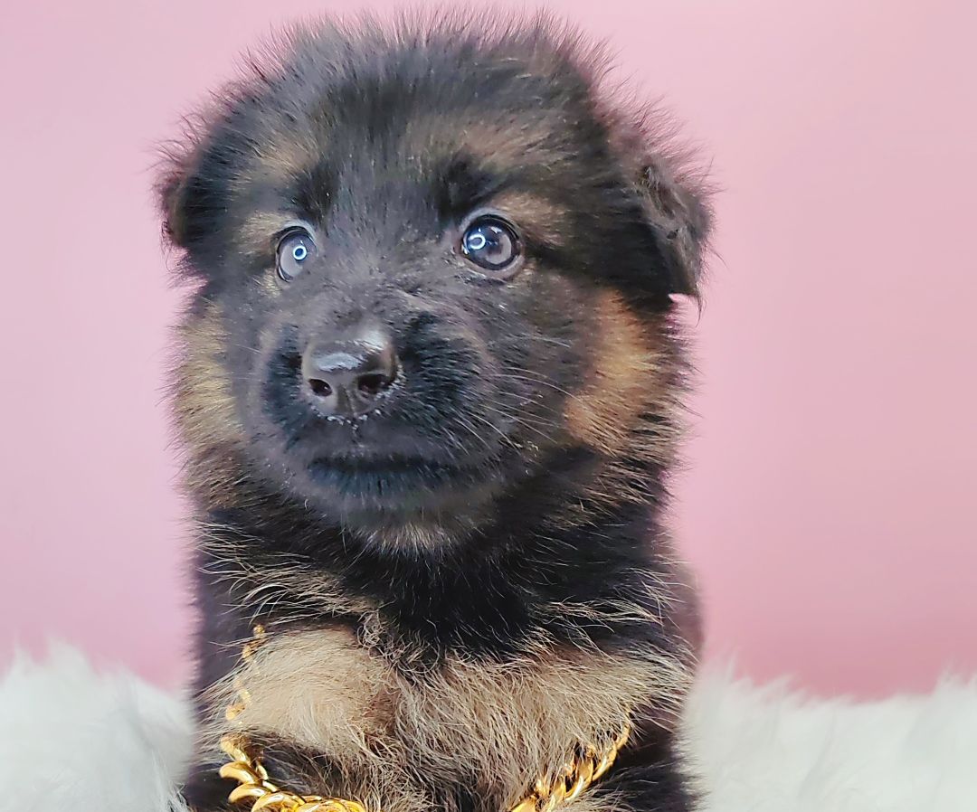 German Shepherd 德国牧羊犬
