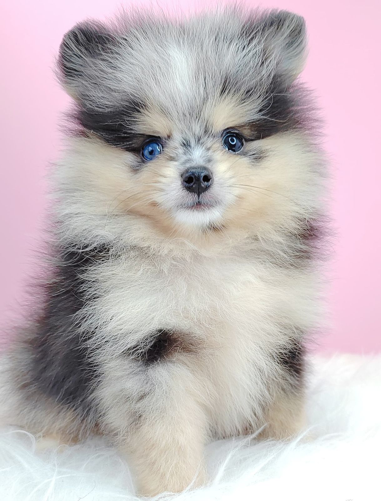 Pomeranian 博美