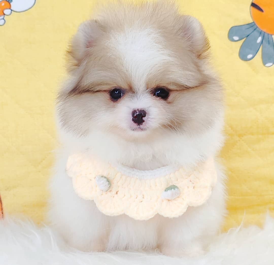 Pomeranian 博美