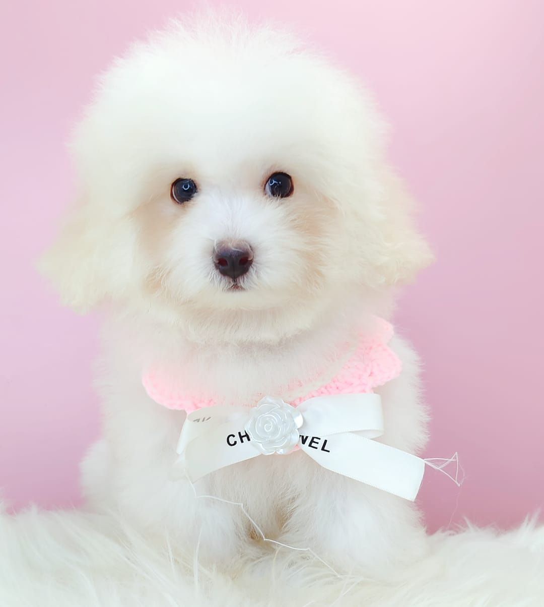 Bichon Frise 比熊