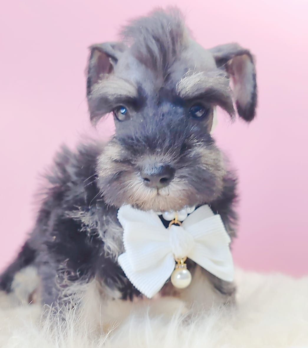 Schnauzer 雪纳瑞