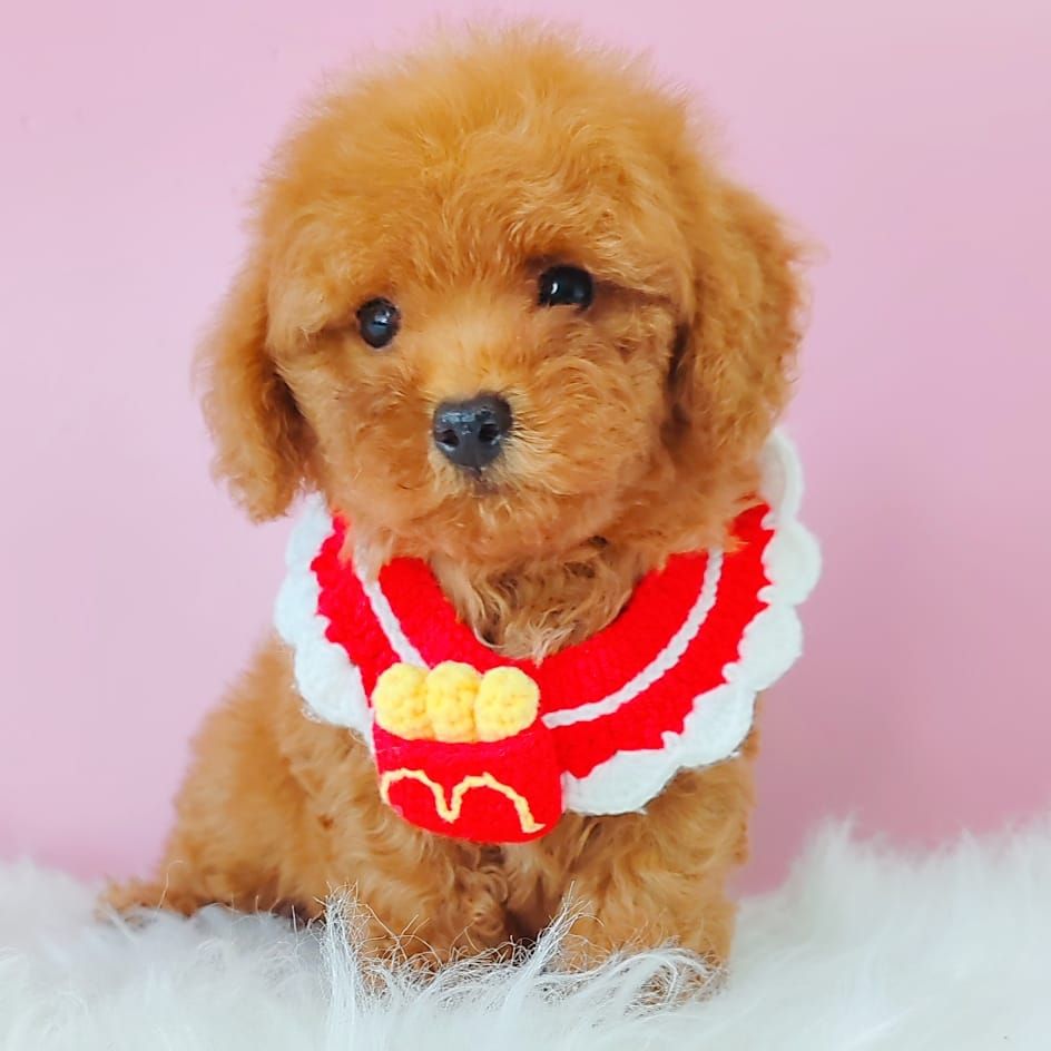 Poodle 娉拌开璐靛
