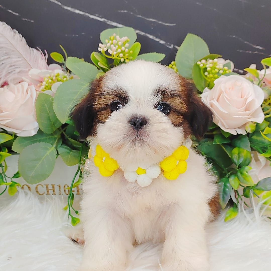  Shih Tzu 西施