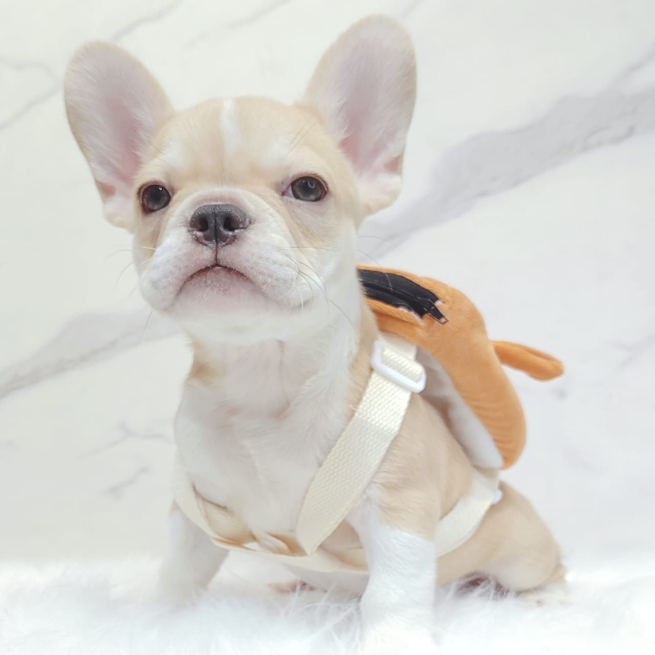 French Bulldog 法斗