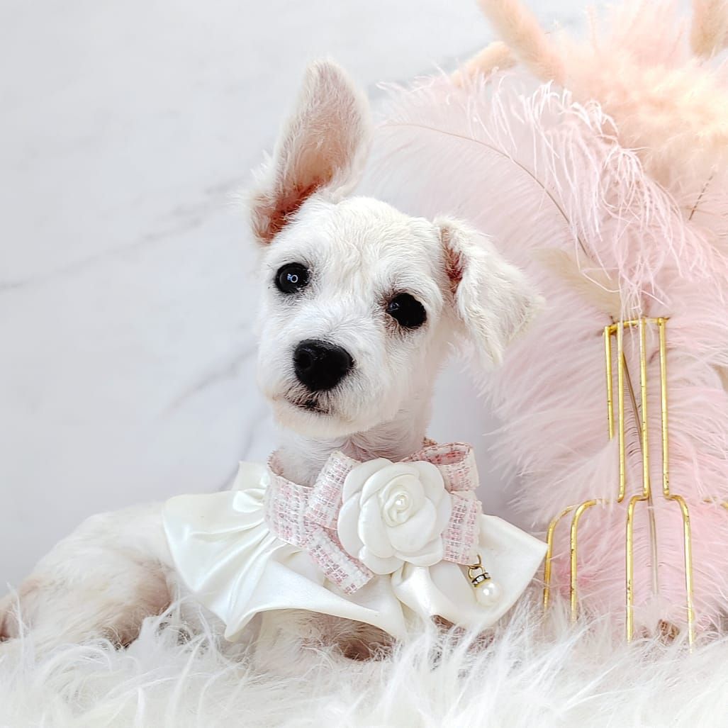 Poodle 娉拌开璐靛