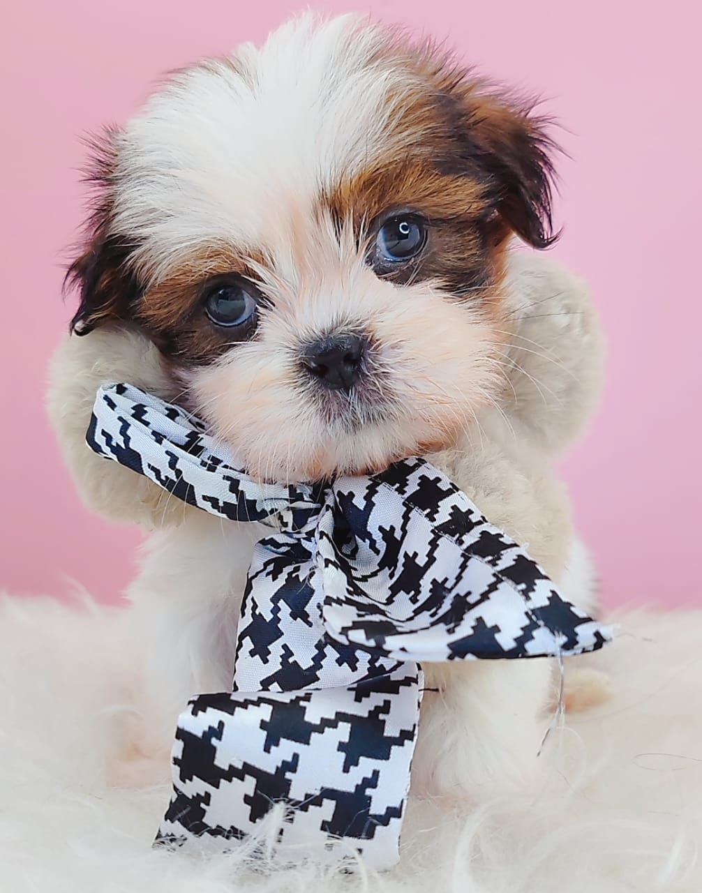 Shih Tzu 西施