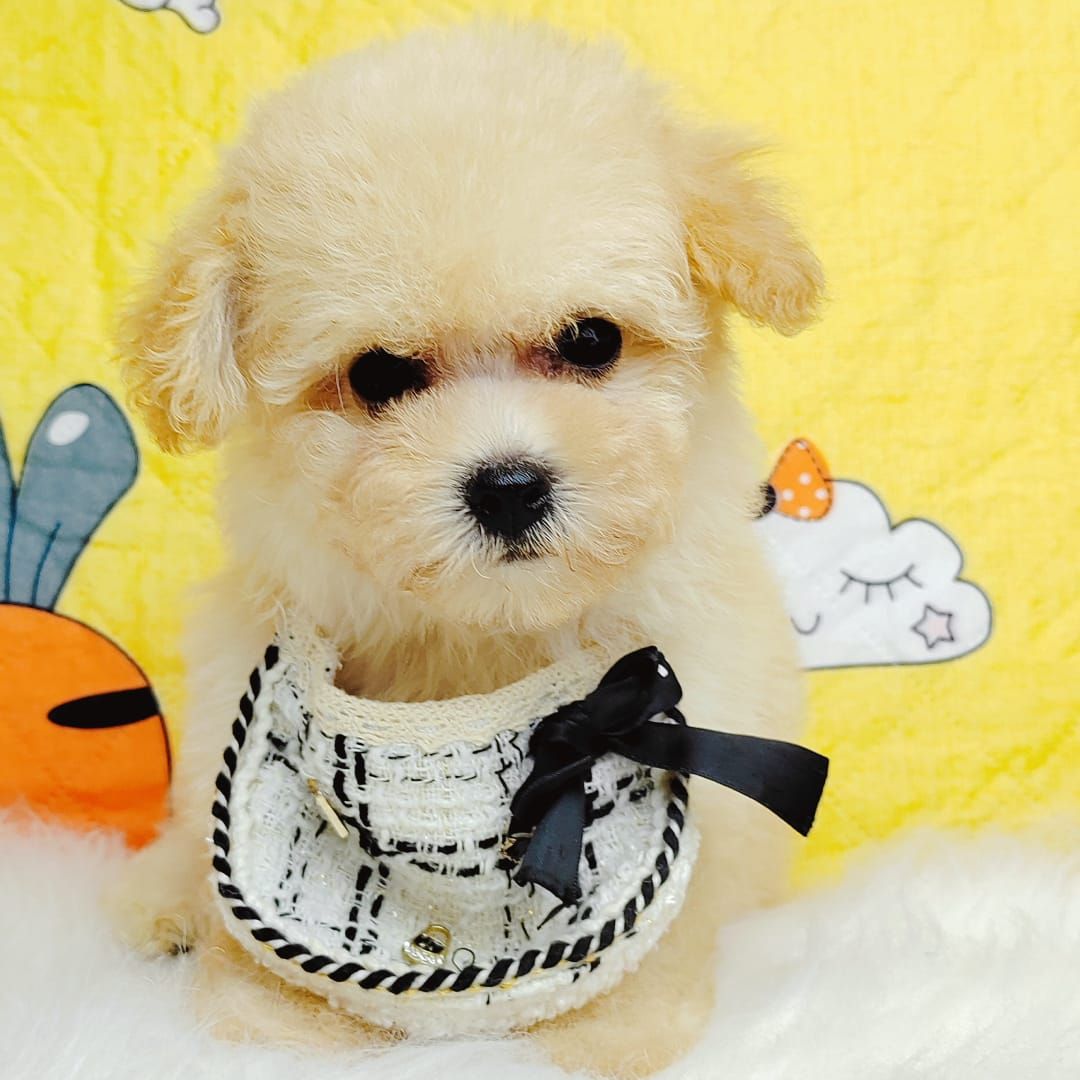 Poodle 娉拌开璐靛