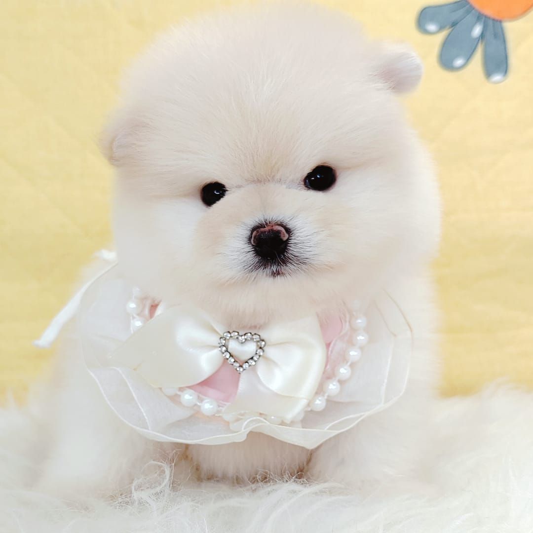 Pomeranian 博美