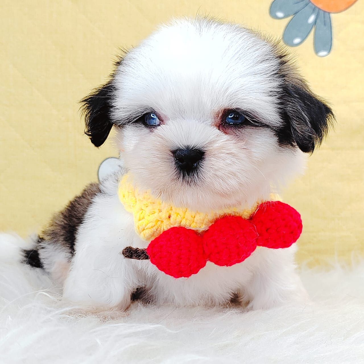 Shih Tzu 西施