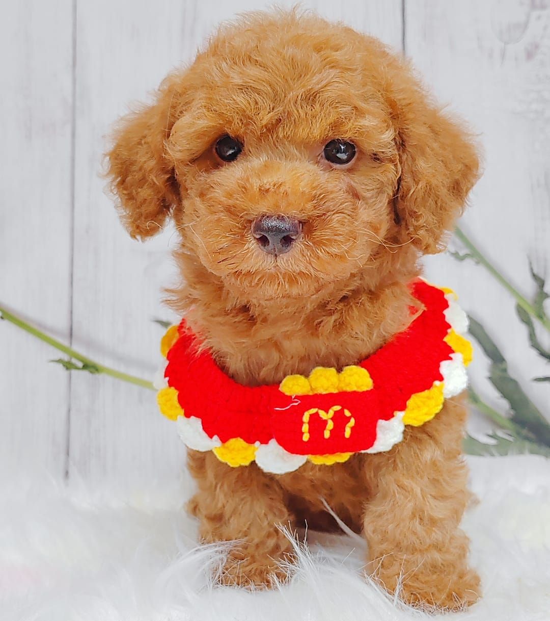 Poodle 璐靛娉拌开