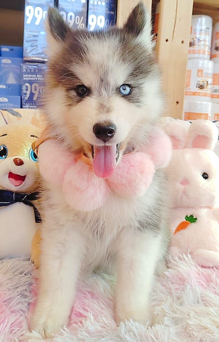 Wooly Husky 哈士奇
