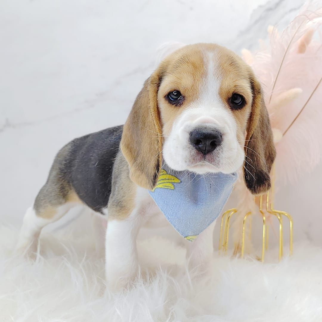 Beagle 米格鲁