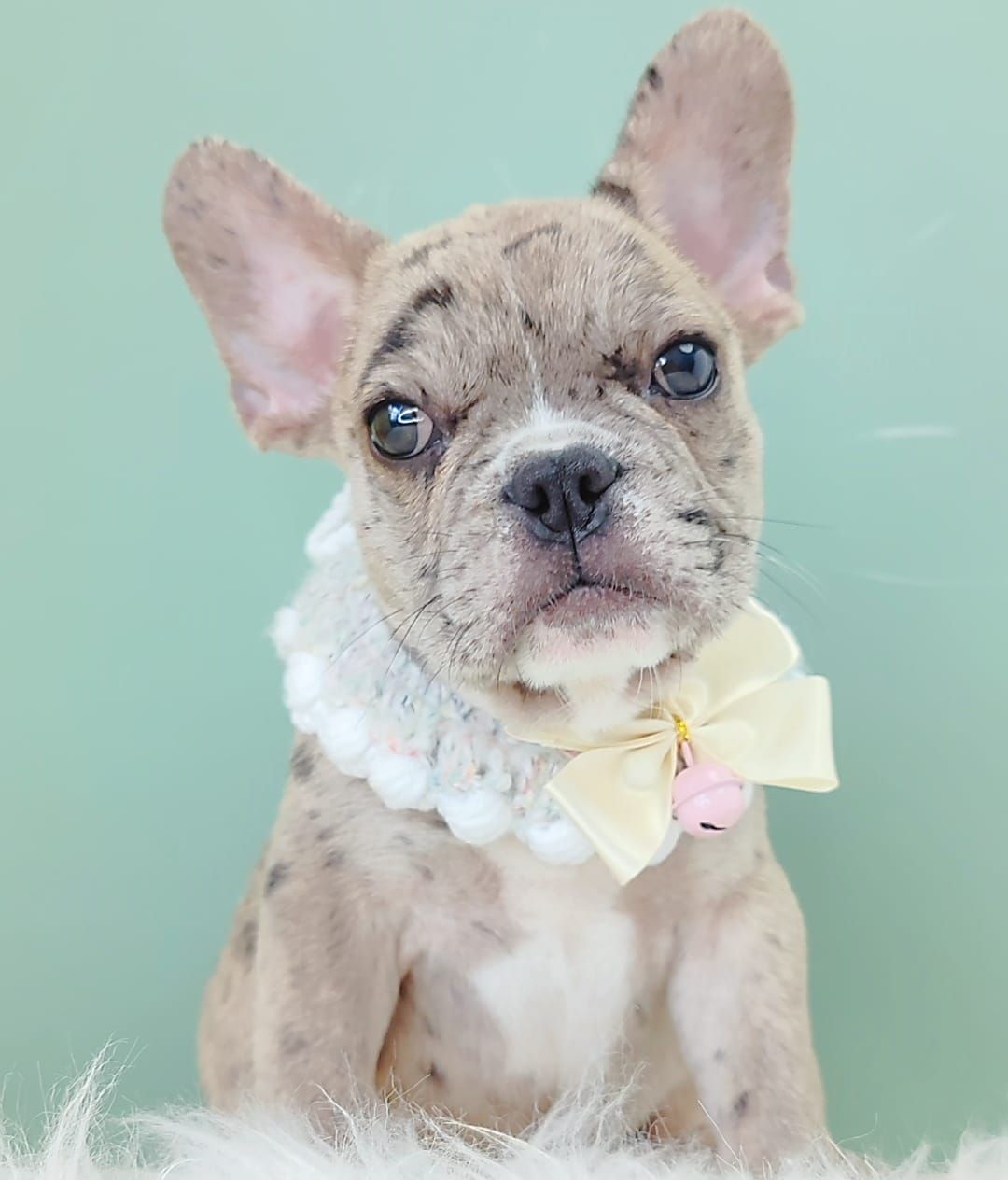 French Bulldog 法斗